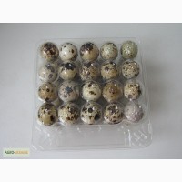Прозрачная упаковка для перепелиных яиц