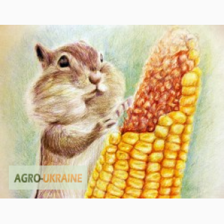 Семена кукурузы Лимагрейн ЛГ 3350, Джоди, ЛГ 30315, Адевей
