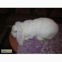 Продам кроликов породы Французский баран Белый