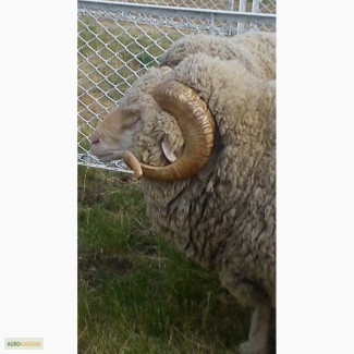 Купим шерсть овечья немытая