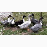 Продам подрощенных утят (14 суток) породы Шведская голубая утка(Blue-Swedish-Ducks)
