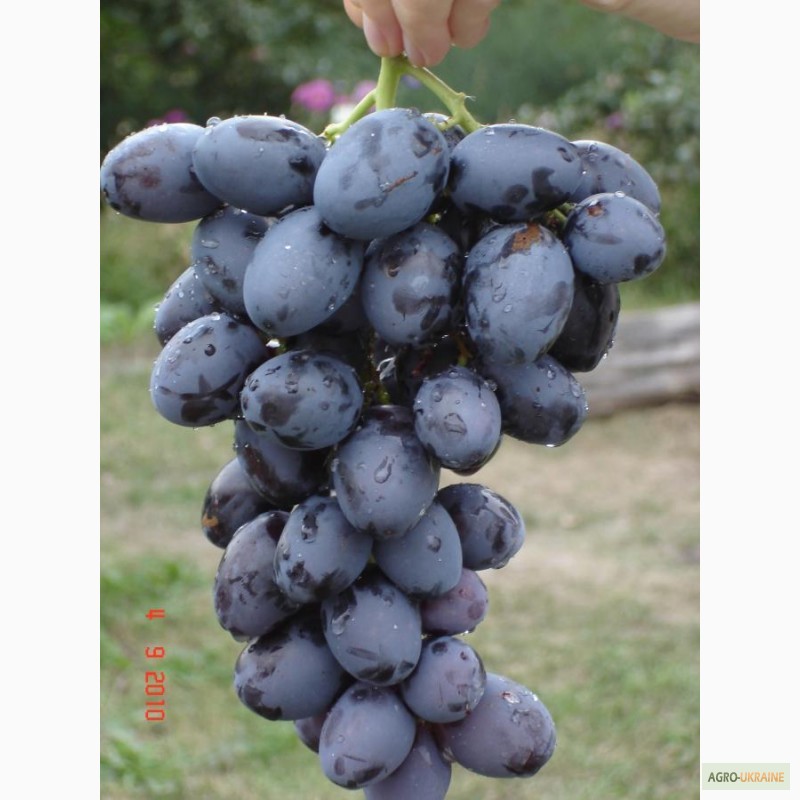 Фото 2. Привитые саженцы винограда Хаджи Мурат