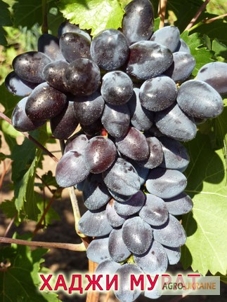Фото 3. Привитые саженцы винограда Хаджи Мурат