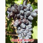 Привитые саженцы винограда Хаджи Мурат