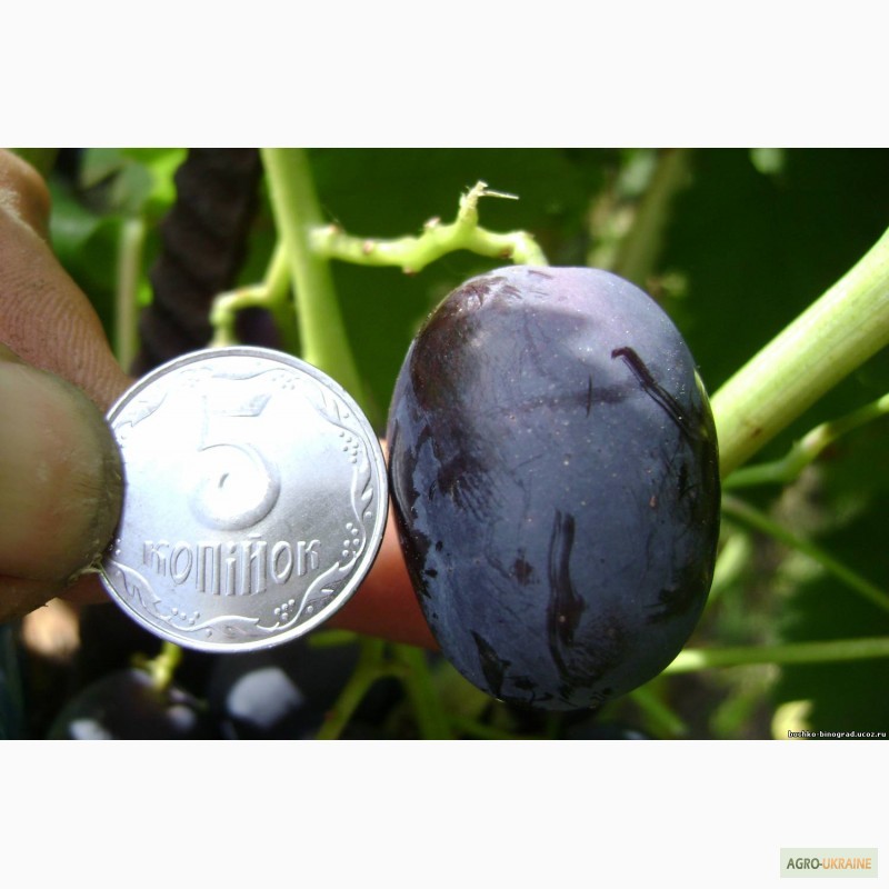 Фото 4. Привитые саженцы винограда Хаджи Мурат