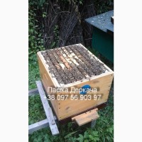 Продам бджолосім’ї карпатських бджіл, доставка