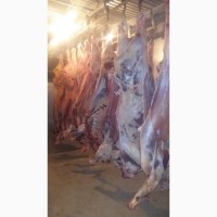 Фото 3. Есть покупатели баранины говядины живую, охлаждённые замореженую туши и полутуши