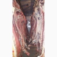Фото 5. Есть покупатели баранины говядины живую, охлаждённые замореженую туши и полутуши