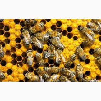 Бджолопакети-бджоломатки поштою
