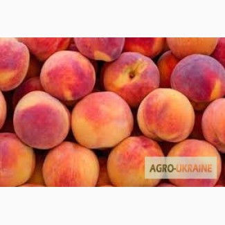 Продам плоды персика с собственного сада