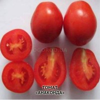 Семена помидор сорта сливки весовые