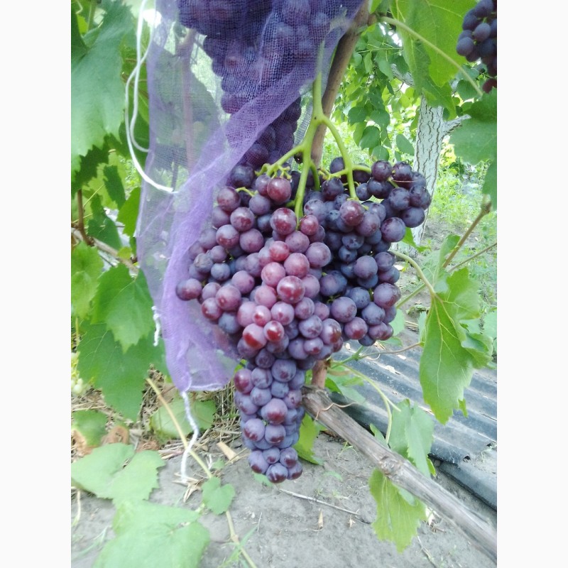 Фото 2. Саджанці винограду районованих сортів