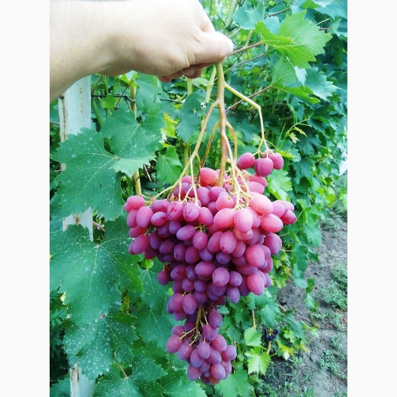 Фото 4. Саджанці винограду районованих сортів