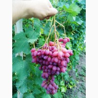 Саджанці винограду районованих сортів