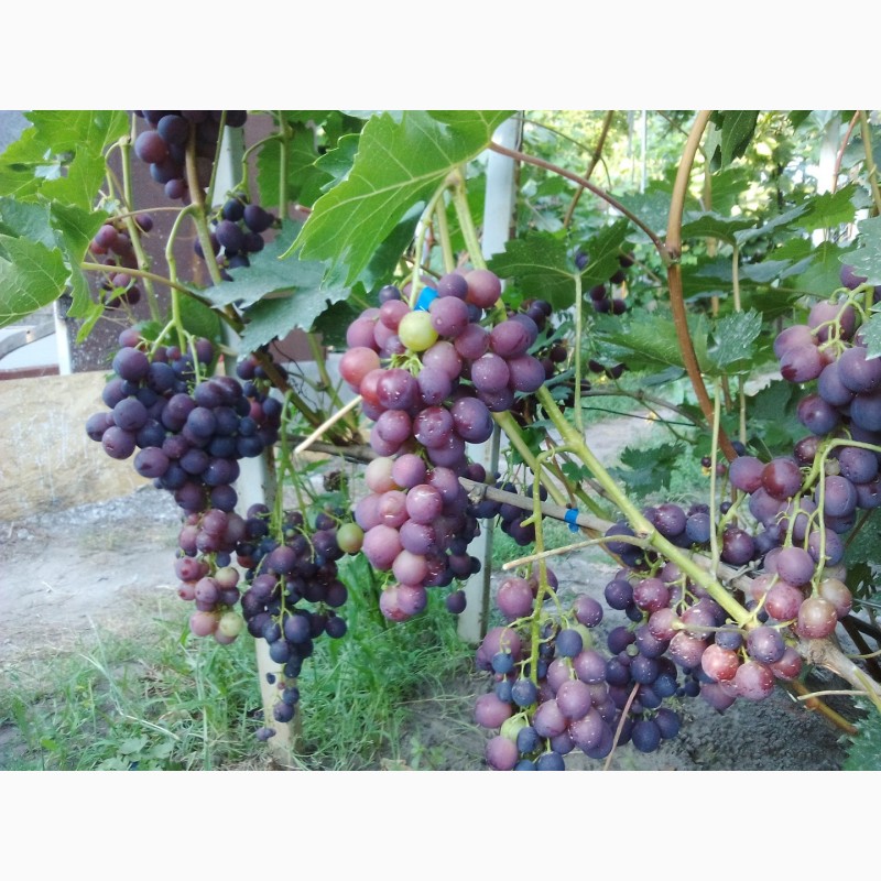 Фото 5. Саджанці винограду районованих сортів
