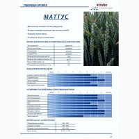 Пшениця дворучка WeW Маттус (Штрубе, Німеччина) - для осінньо-весняного посіву
