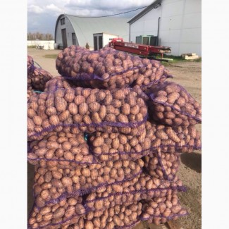 Продам оптом картофель сорта Лабелла, Эволюшн, Ривьера, Аризона