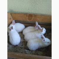 Кролики.Кроли.150 грн/місяць