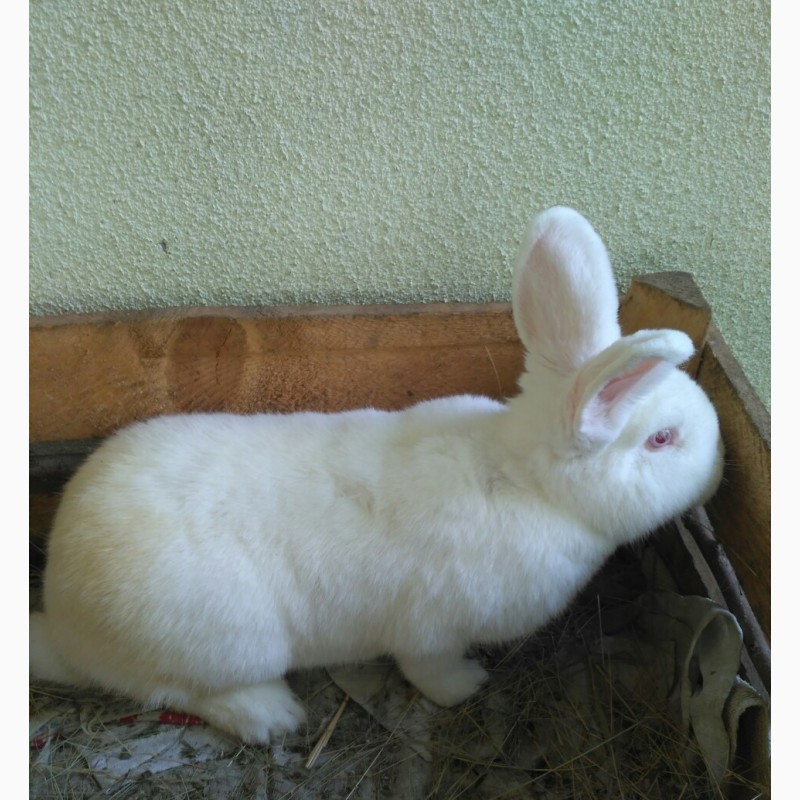 Фото 7. Кролики.Кроли.150 грн/місяць