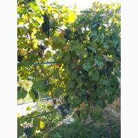 Продам виноград со своего двора