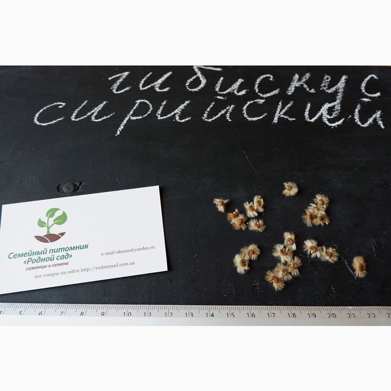 Фото 2. Гибискус древовидный семена (20 штук) для выращивания саженцев, садовый сиреневый гібіскус
