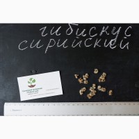 Гибискус древовидный семена (20 штук) для выращивания саженцев, садовый сиреневый гібіскус