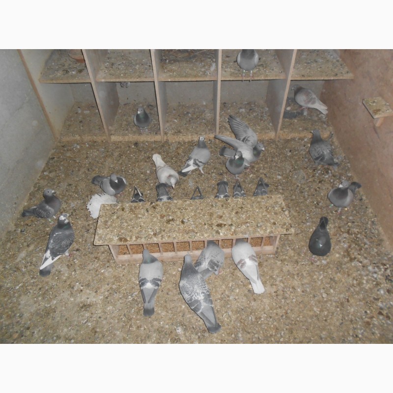 Фото 2. Продам Спортивні голуби