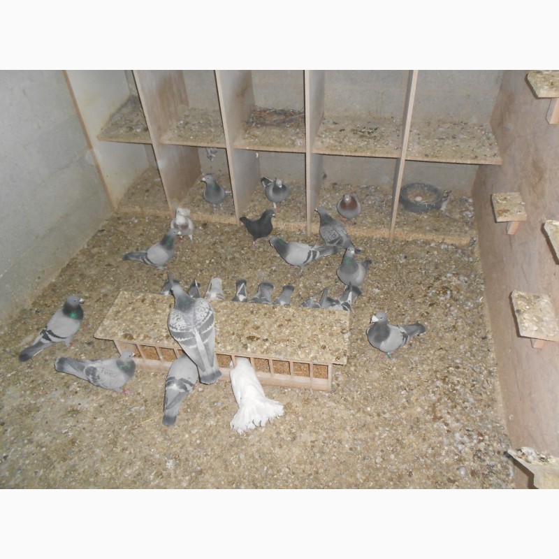 Фото 3. Продам Спортивні голуби