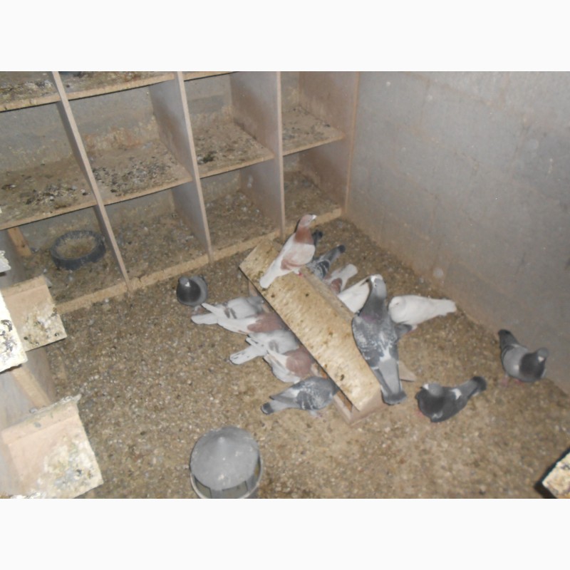 Фото 7. Продам Спортивні голуби