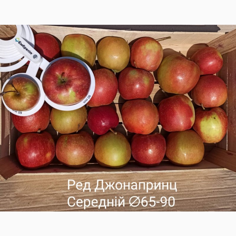 Фото 6. Постійно продаю яблука в асортименті