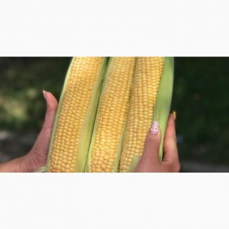 Драйвер Ф1 - насіння Суперсолодкої кукурудзи