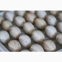 Продам инкубацыонные яйца индюков Кросс ХАЙБРИГ(Венгрия)