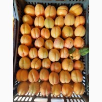 Продам абрикос Шелок 5 тонн. Узбекистан