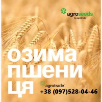 Семена озимой пшеницы (элита, 1 репродукция). Мы производители. Агротрейд (с.Шелестово)