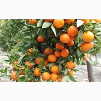 Апельсины Греция, Испания, Турция