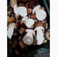 Продам гриб білий