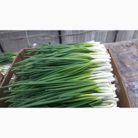 Продам лук на выгонку зеленого лука
