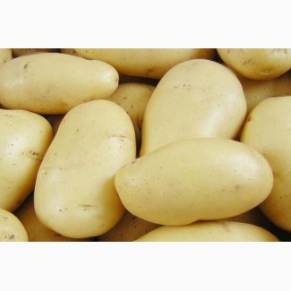 Продаж товарної картоплі оптовим покупцям