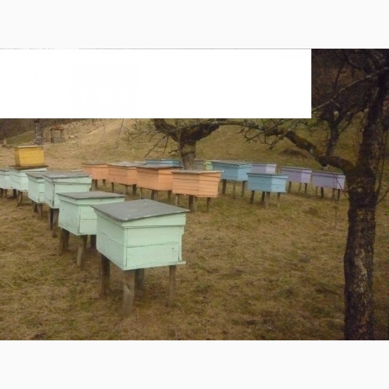 Фото 2. Продам бджолопакети карпатки поштою. Мукачево