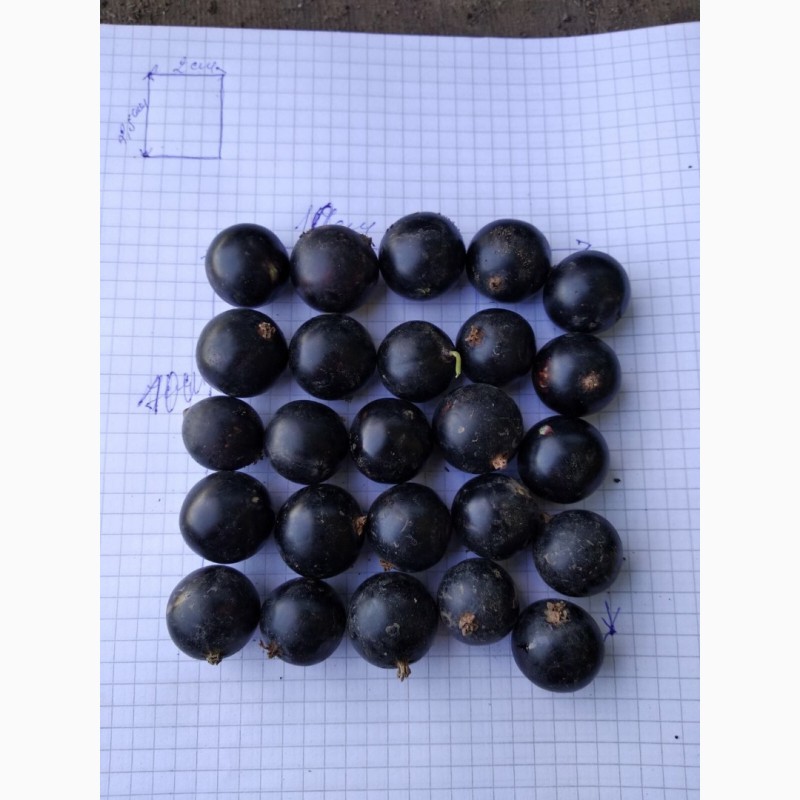 Продам черную смородину в Молдавии