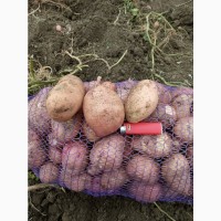 Продам картоплю, товарна і насіннєва, сорт Слов#039;янка
