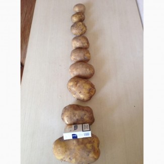 Купим картофель от 300 тонн