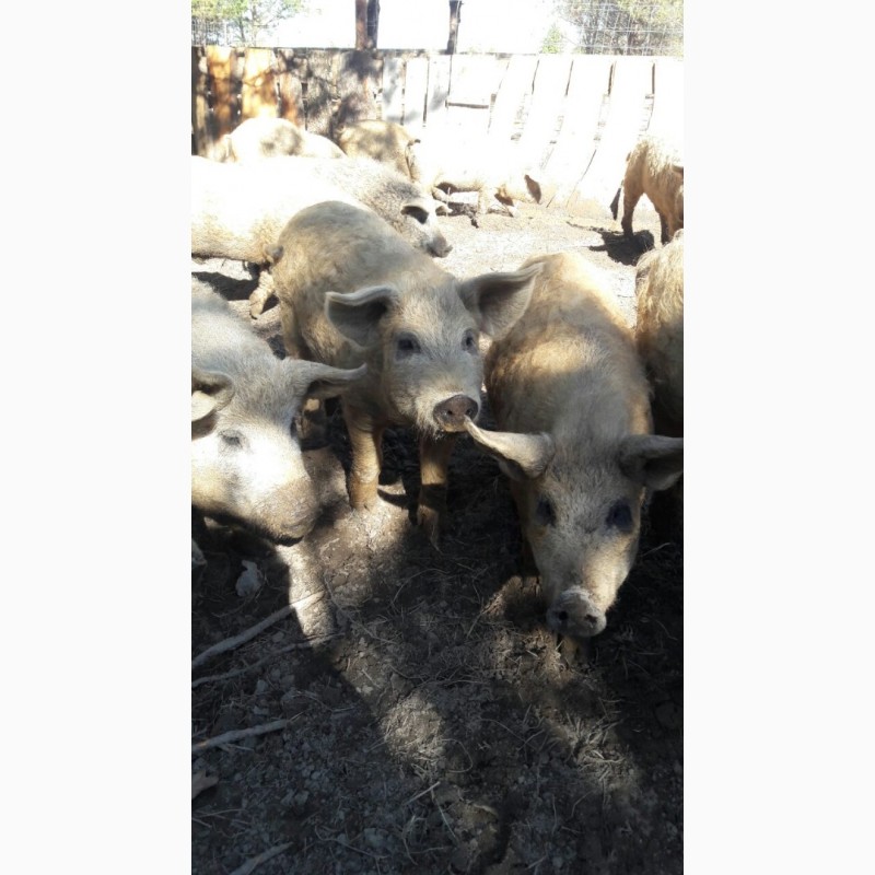 Фото 2. Продаються свинки Мангалиця