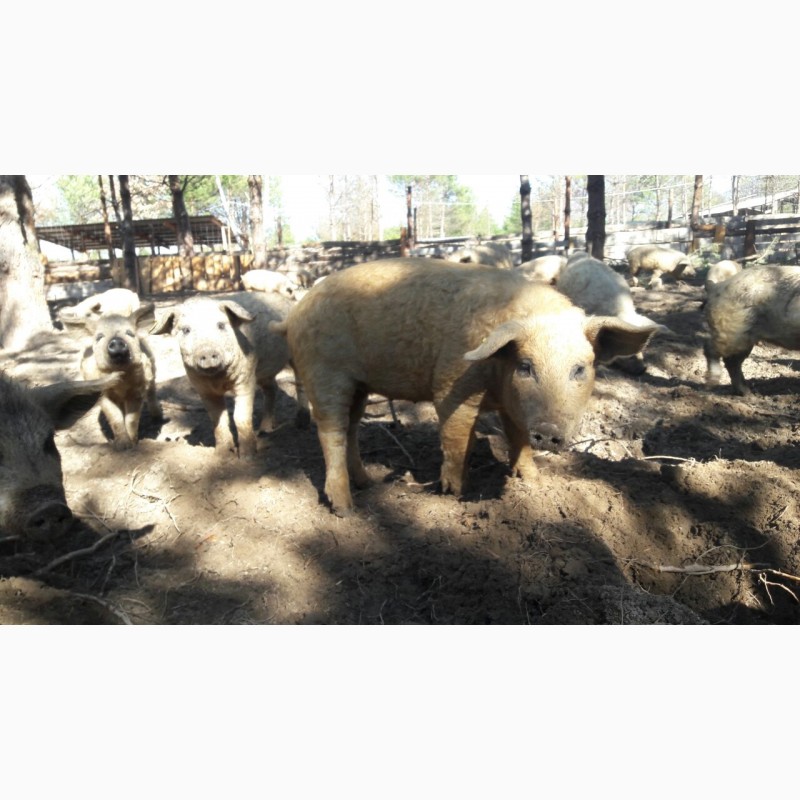 Фото 4. Продаються свинки Мангалиця