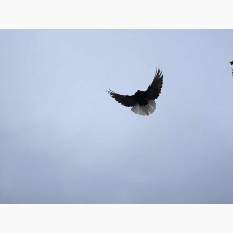Фото 3. Продам мелитопольских и николаевских голубей