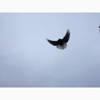 Продам мелитопольских и николаевских голубей