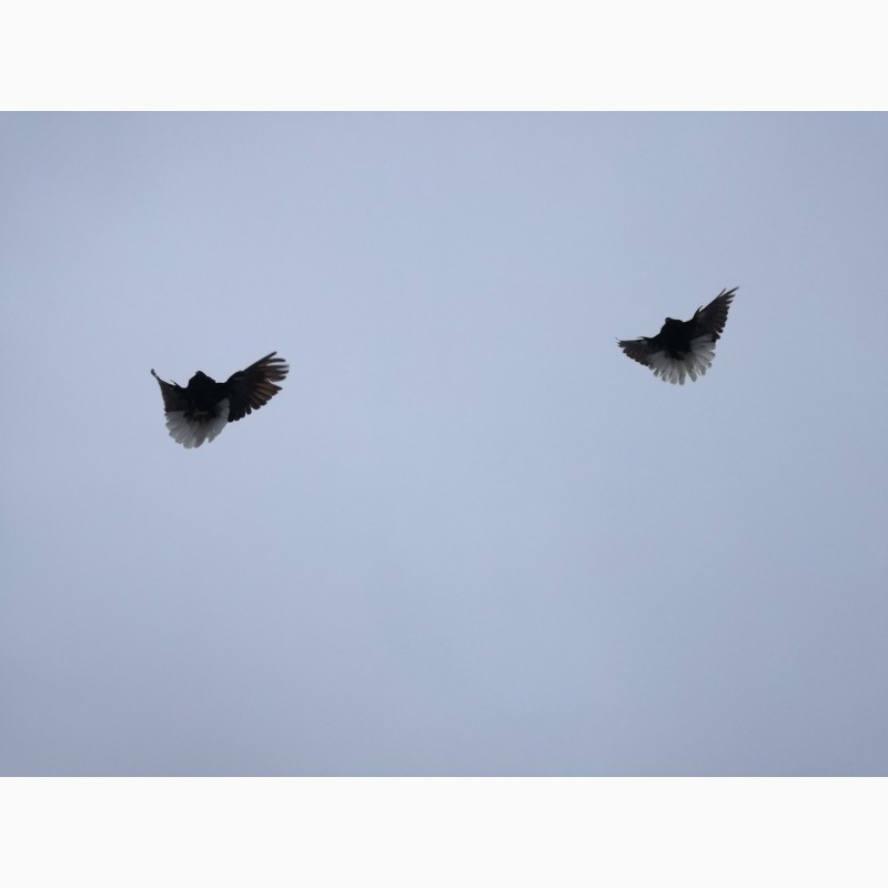 Фото 4. Продам мелитопольских и николаевских голубей