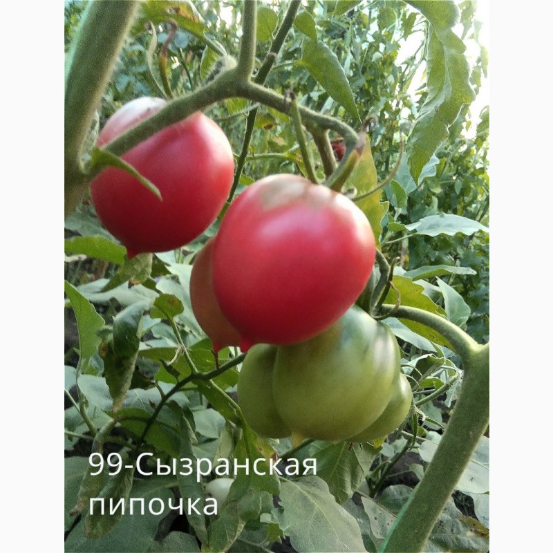 Фото 13. Продам коллекционные семена экзо томатов