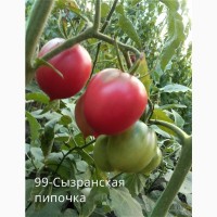Продам коллекционные семена экзо томатов
