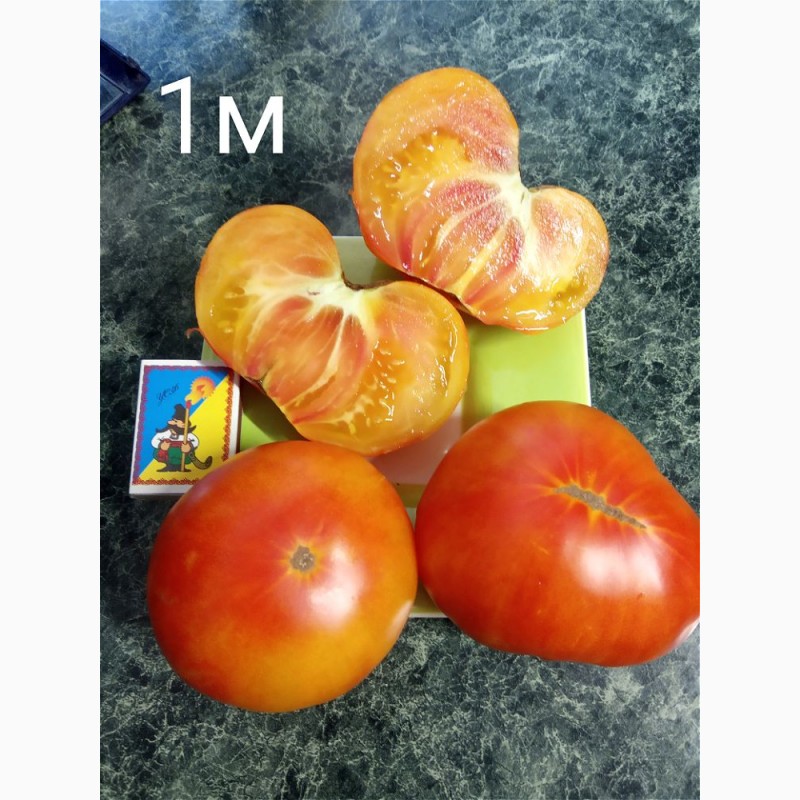 Фото 2. Продам коллекционные семена экзо томатов